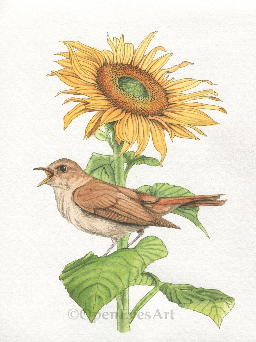 painting of a nightingale sitting on a sunflower